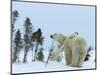 Polar Bear (Ursus Maritimus) Mother with Twin Cubs, Wapusk National Park, Churchill, Manitoba-Thorsten Milse-Mounted Photographic Print