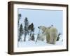 Polar Bear (Ursus Maritimus) Mother with Twin Cubs, Wapusk National Park, Churchill, Manitoba-Thorsten Milse-Framed Photographic Print