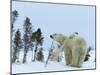 Polar Bear (Ursus Maritimus) Mother with Twin Cubs, Wapusk National Park, Churchill, Manitoba-Thorsten Milse-Mounted Photographic Print