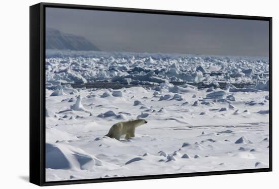 Polar Bear (Ursus Maritimus) on Pack Ice, Spitsbergen, Svalbard, Norway, Scandinavia, Europe-Thorsten Milse-Framed Stretched Canvas