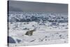 Polar Bear (Ursus Maritimus) on Pack Ice, Spitsbergen, Svalbard, Norway, Scandinavia, Europe-Thorsten Milse-Stretched Canvas