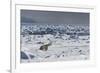 Polar Bear (Ursus Maritimus) on Pack Ice, Spitsbergen, Svalbard, Norway, Scandinavia, Europe-Thorsten Milse-Framed Photographic Print