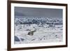 Polar Bear (Ursus Maritimus) on Pack Ice, Spitsbergen, Svalbard, Norway, Scandinavia, Europe-Thorsten Milse-Framed Photographic Print