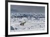 Polar Bear (Ursus Maritimus) on Pack Ice, Spitsbergen, Svalbard, Norway, Scandinavia, Europe-Thorsten Milse-Framed Photographic Print