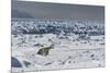 Polar Bear (Ursus Maritimus) on Pack Ice, Spitsbergen, Svalbard, Norway, Scandinavia, Europe-Thorsten Milse-Mounted Photographic Print