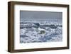 Polar Bear (Ursus Maritimus) on Pack Ice, Spitsbergen, Svalbard, Norway, Scandinavia, Europe-Thorsten Milse-Framed Photographic Print