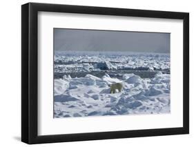 Polar Bear (Ursus Maritimus) on Pack Ice, Spitsbergen, Svalbard, Norway, Scandinavia, Europe-Thorsten Milse-Framed Photographic Print