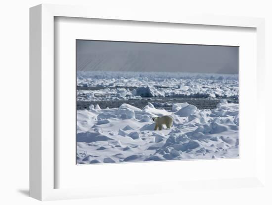 Polar Bear (Ursus Maritimus) on Pack Ice, Spitsbergen, Svalbard, Norway, Scandinavia, Europe-Thorsten Milse-Framed Photographic Print