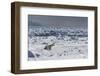 Polar Bear (Ursus Maritimus) on Pack Ice, Spitsbergen, Svalbard, Norway, Scandinavia, Europe-Thorsten Milse-Framed Photographic Print