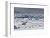 Polar Bear (Ursus Maritimus) on Pack Ice, Spitsbergen, Svalbard, Norway, Scandinavia, Europe-Thorsten Milse-Framed Photographic Print