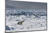 Polar Bear (Ursus Maritimus) on Pack Ice, Spitsbergen, Svalbard, Norway, Scandinavia, Europe-Thorsten Milse-Mounted Photographic Print