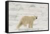 Polar bear (Ursus maritimus), Polar Ice Cap, north of Spitsbergen, Norway.-Sergio Pitamitz-Framed Stretched Canvas