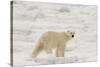 Polar bear (Ursus maritimus), Polar Ice Cap, north of Spitsbergen, Norway.-Sergio Pitamitz-Stretched Canvas