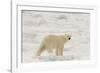 Polar bear (Ursus maritimus), Polar Ice Cap, north of Spitsbergen, Norway.-Sergio Pitamitz-Framed Photographic Print