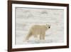 Polar bear (Ursus maritimus), Polar Ice Cap, north of Spitsbergen, Norway.-Sergio Pitamitz-Framed Photographic Print