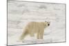 Polar bear (Ursus maritimus), Polar Ice Cap, north of Spitsbergen, Norway.-Sergio Pitamitz-Mounted Photographic Print