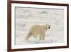 Polar bear (Ursus maritimus), Polar Ice Cap, north of Spitsbergen, Norway.-Sergio Pitamitz-Framed Photographic Print