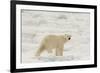 Polar bear (Ursus maritimus), Polar Ice Cap, north of Spitsbergen, Norway.-Sergio Pitamitz-Framed Photographic Print