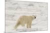 Polar bear (Ursus maritimus), Polar Ice Cap, north of Spitsbergen, Norway.-Sergio Pitamitz-Mounted Photographic Print