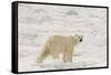 Polar bear (Ursus maritimus), Polar Ice Cap, north of Spitsbergen, Norway.-Sergio Pitamitz-Framed Stretched Canvas