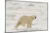 Polar bear (Ursus maritimus), Polar Ice Cap, north of Spitsbergen, Norway.-Sergio Pitamitz-Mounted Photographic Print