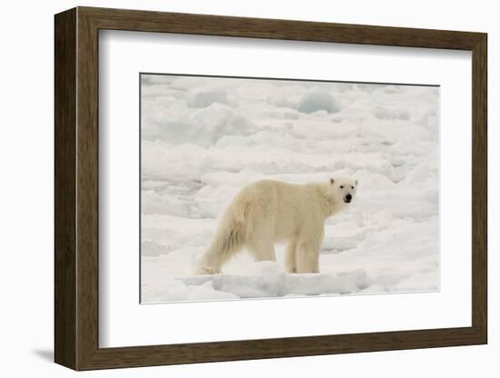 Polar bear (Ursus maritimus), Polar Ice Cap, north of Spitsbergen, Norway.-Sergio Pitamitz-Framed Photographic Print