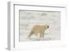 Polar bear (Ursus maritimus), Polar Ice Cap, north of Spitsbergen, Norway.-Sergio Pitamitz-Framed Photographic Print