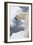 Polar bear (Ursus maritimus), Polar Ice Cap, north of Spitsbergen, Norway.-Sergio Pitamitz-Framed Photographic Print