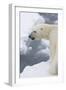 Polar bear (Ursus maritimus), Polar Ice Cap, north of Spitsbergen, Norway.-Sergio Pitamitz-Framed Photographic Print