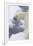 Polar bear (Ursus maritimus), Polar Ice Cap, north of Spitsbergen, Norway.-Sergio Pitamitz-Framed Photographic Print