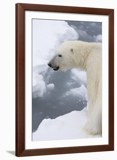 Polar bear (Ursus maritimus), Polar Ice Cap, north of Spitsbergen, Norway.-Sergio Pitamitz-Framed Photographic Print