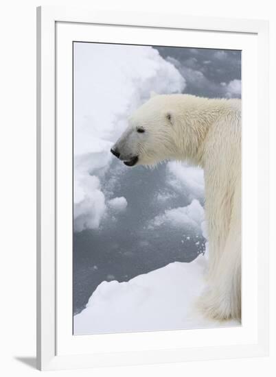 Polar bear (Ursus maritimus), Polar Ice Cap, north of Spitsbergen, Norway.-Sergio Pitamitz-Framed Photographic Print
