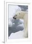 Polar bear (Ursus maritimus), Polar Ice Cap, north of Spitsbergen, Norway.-Sergio Pitamitz-Framed Photographic Print