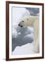 Polar bear (Ursus maritimus), Polar Ice Cap, north of Spitsbergen, Norway.-Sergio Pitamitz-Framed Photographic Print