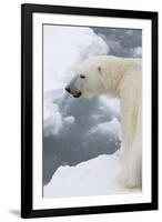 Polar bear (Ursus maritimus), Polar Ice Cap, north of Spitsbergen, Norway.-Sergio Pitamitz-Framed Photographic Print