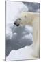 Polar bear (Ursus maritimus), Polar Ice Cap, north of Spitsbergen, Norway.-Sergio Pitamitz-Mounted Photographic Print