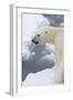 Polar bear (Ursus maritimus), Polar Ice Cap, north of Spitsbergen, Norway.-Sergio Pitamitz-Framed Premium Photographic Print