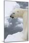 Polar bear (Ursus maritimus), Polar Ice Cap, north of Spitsbergen, Norway.-Sergio Pitamitz-Mounted Premium Photographic Print