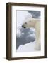 Polar bear (Ursus maritimus), Polar Ice Cap, north of Spitsbergen, Norway.-Sergio Pitamitz-Framed Photographic Print