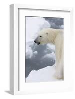 Polar bear (Ursus maritimus), Polar Ice Cap, north of Spitsbergen, Norway.-Sergio Pitamitz-Framed Photographic Print