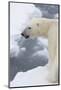 Polar bear (Ursus maritimus), Polar Ice Cap, north of Spitsbergen, Norway.-Sergio Pitamitz-Mounted Photographic Print