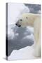 Polar bear (Ursus maritimus), Polar Ice Cap, north of Spitsbergen, Norway.-Sergio Pitamitz-Stretched Canvas