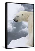 Polar bear (Ursus maritimus), Polar Ice Cap, north of Spitsbergen, Norway.-Sergio Pitamitz-Framed Stretched Canvas