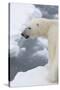 Polar bear (Ursus maritimus), Polar Ice Cap, north of Spitsbergen, Norway.-Sergio Pitamitz-Stretched Canvas