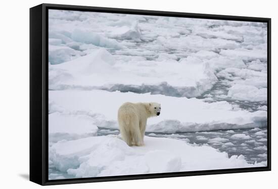 Polar bear (Ursus maritimus), Polar Ice Cap, north of Spitsbergen, Norway.-Sergio Pitamitz-Framed Stretched Canvas