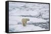Polar bear (Ursus maritimus), Polar Ice Cap, north of Spitsbergen, Norway.-Sergio Pitamitz-Framed Stretched Canvas