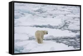 Polar bear (Ursus maritimus), Polar Ice Cap, north of Spitsbergen, Norway.-Sergio Pitamitz-Framed Stretched Canvas