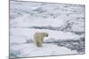 Polar bear (Ursus maritimus), Polar Ice Cap, north of Spitsbergen, Norway.-Sergio Pitamitz-Mounted Photographic Print