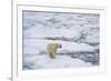 Polar bear (Ursus maritimus), Polar Ice Cap, north of Spitsbergen, Norway.-Sergio Pitamitz-Framed Photographic Print