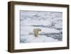 Polar bear (Ursus maritimus), Polar Ice Cap, north of Spitsbergen, Norway.-Sergio Pitamitz-Framed Photographic Print